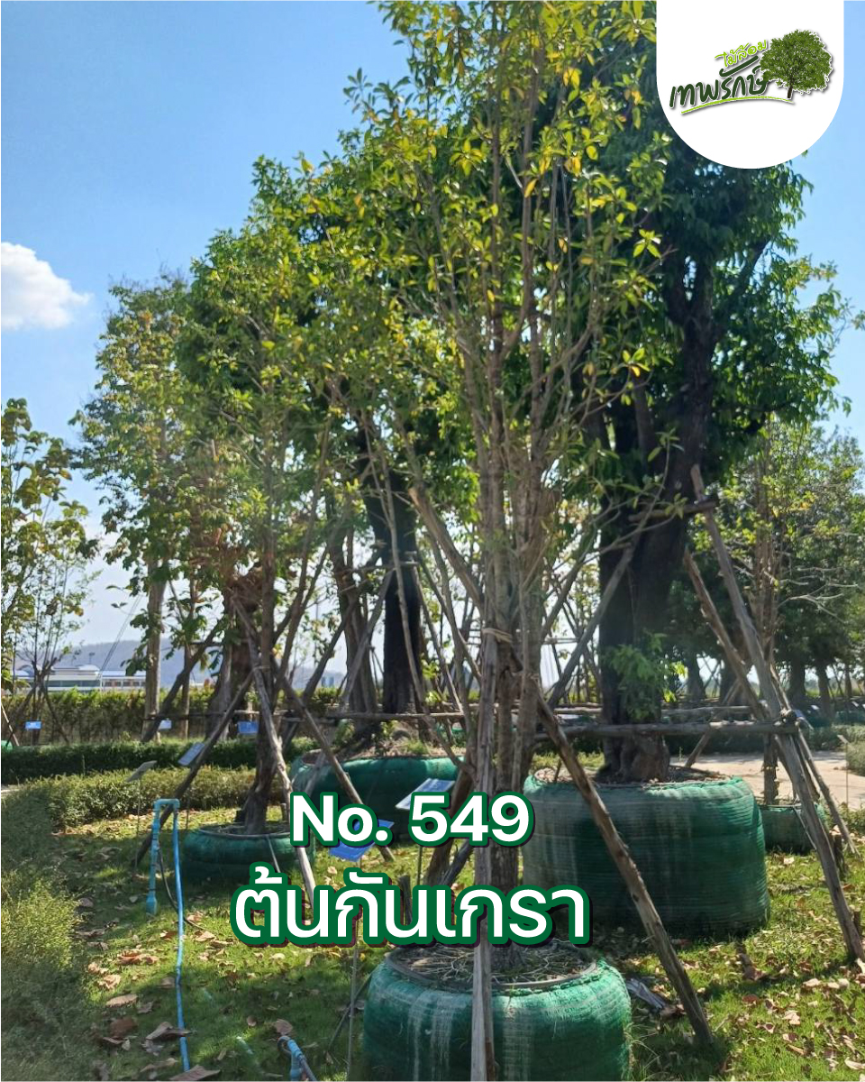 ต้นกันเกรา No.549