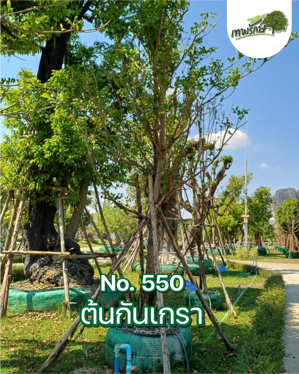 ต้นกันเกรา No.550