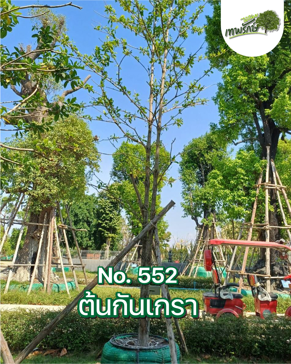 ต้นกันเกรา No.552