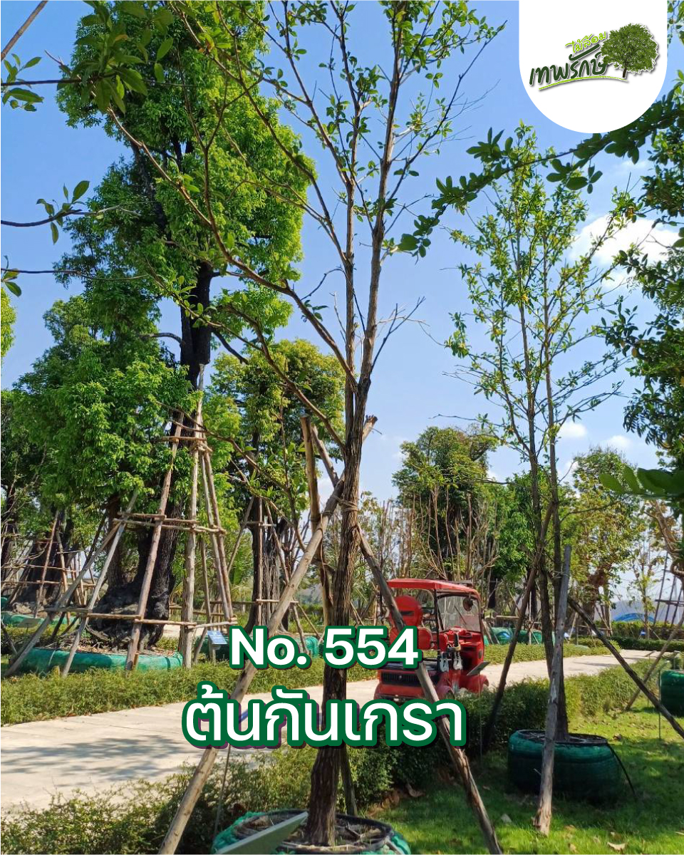 ต้นกันเกรา No.554