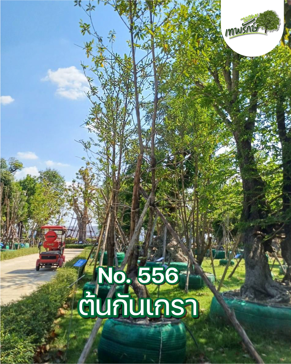 ต้นกันเกรา No.556