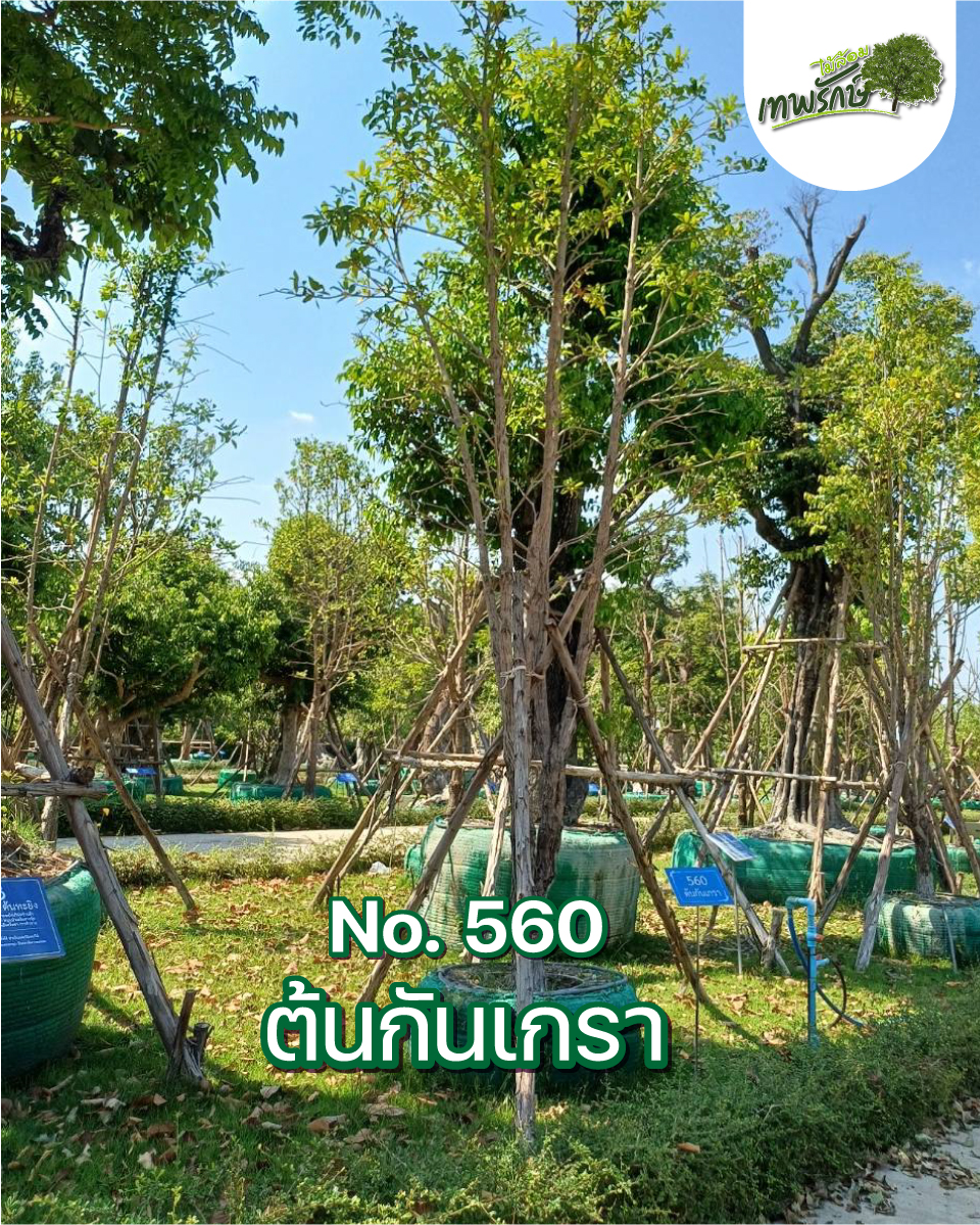ต้นกันเกรา No.560
