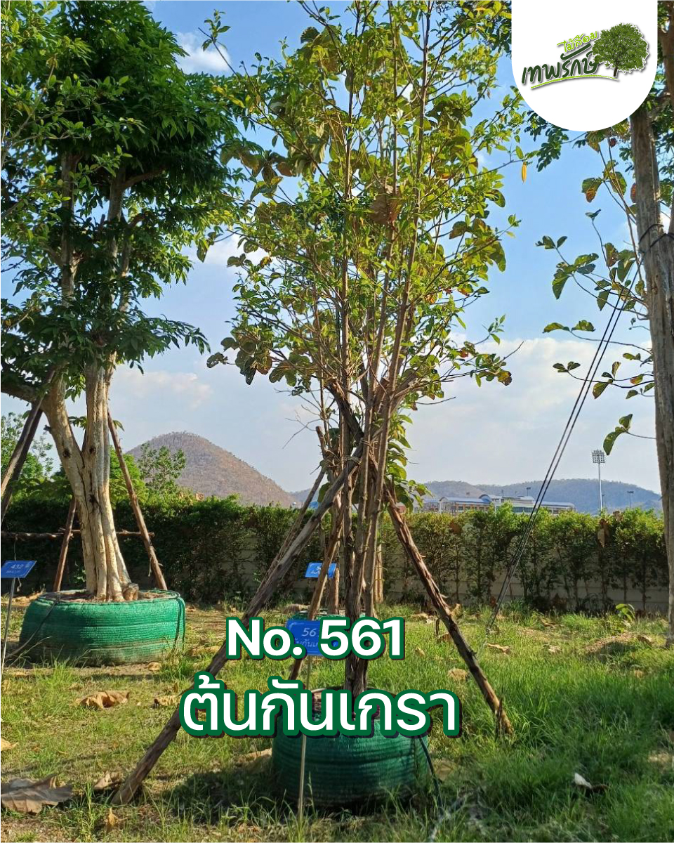 ต้นกันเกรา No.561