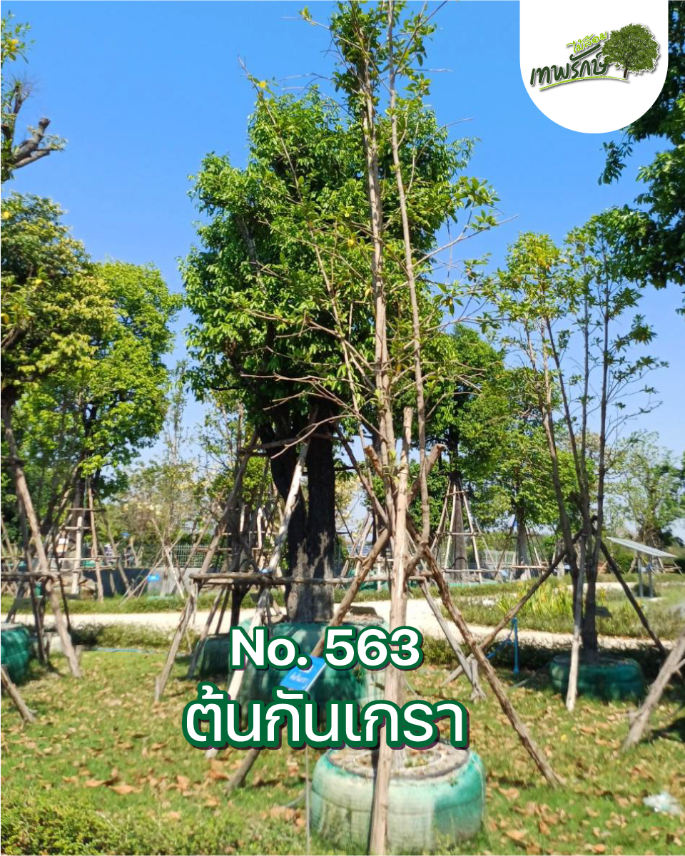 ต้นกันเกรา No.563