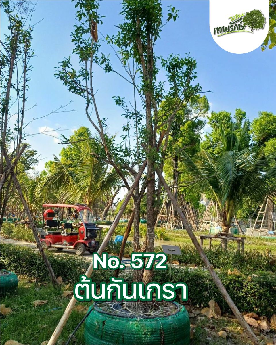 ต้นกันเกรา No.572