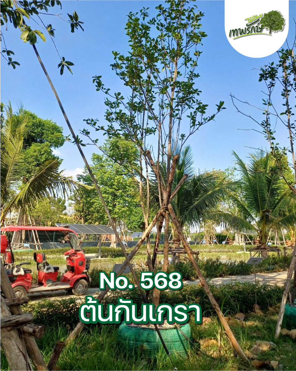 ต้นกันเกรา No.568