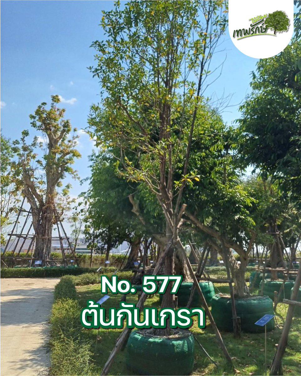 ต้นกันเกรา No.577