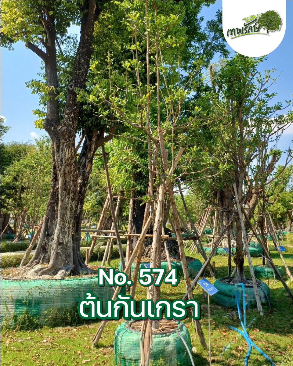 ต้นกันเกรา No.574