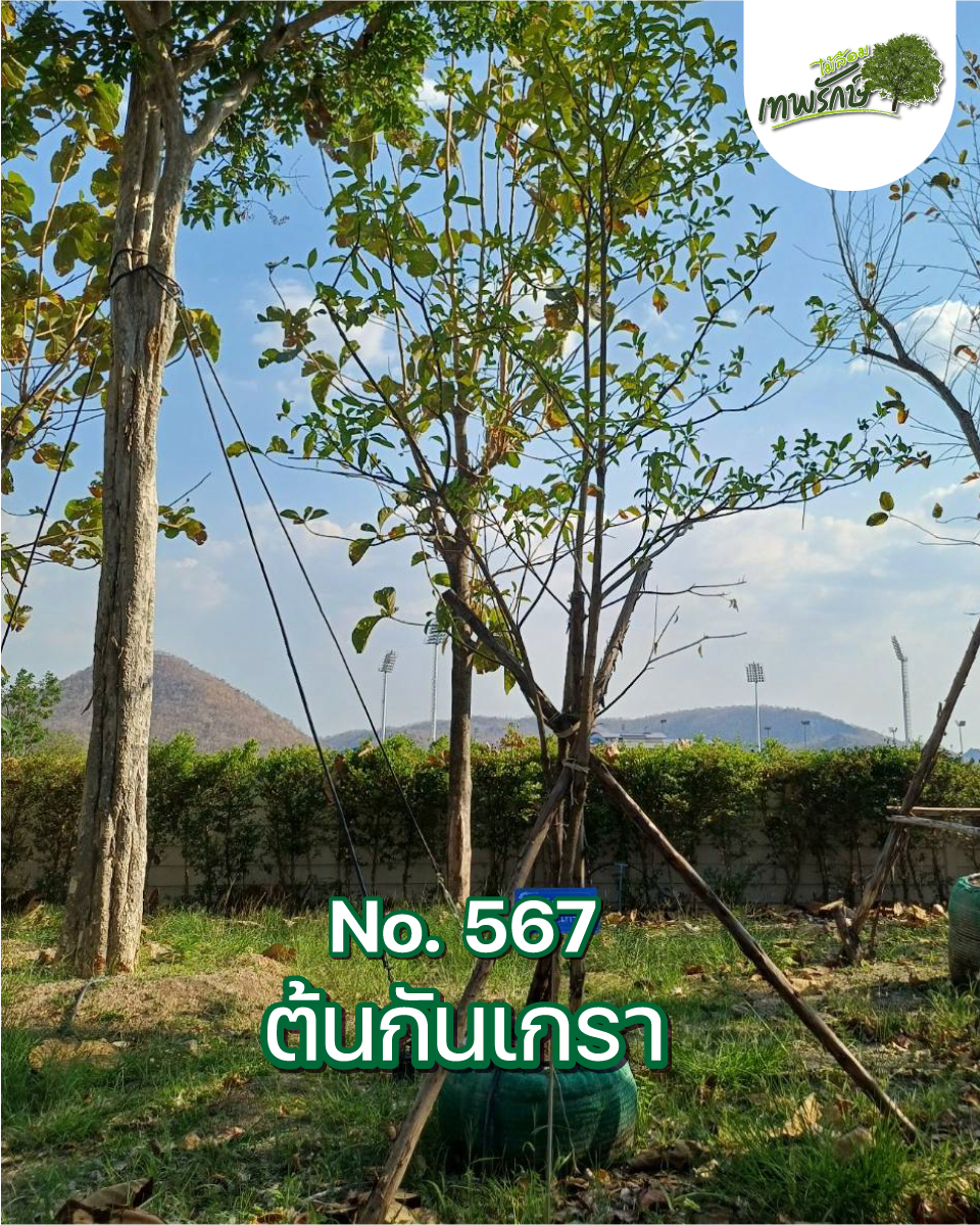 ต้นกันเกรา No.567