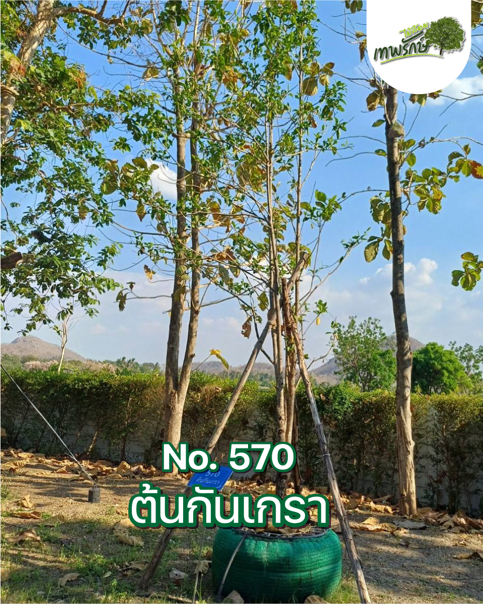 ต้นกันเกรา No.570