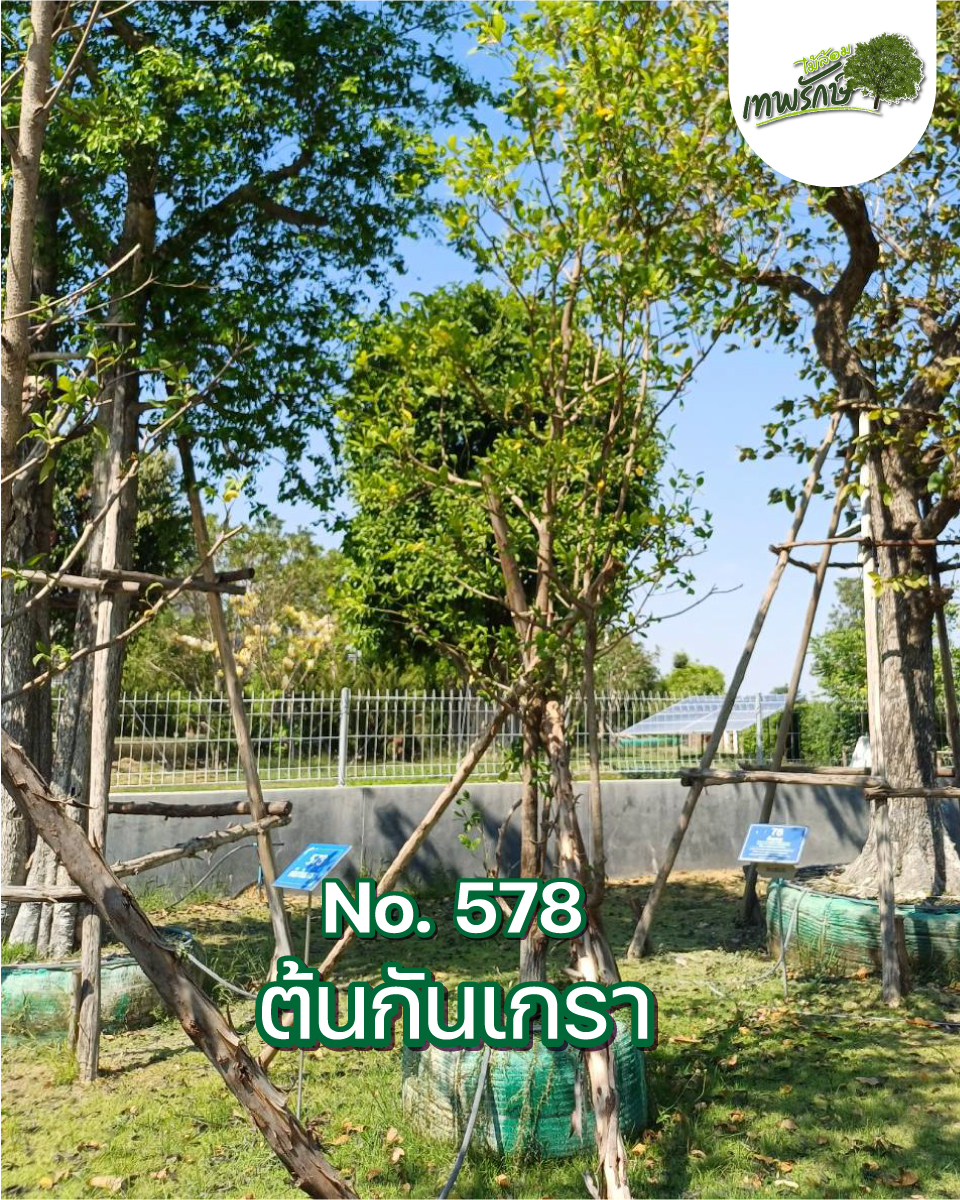 ต้นกันเกรา No.578