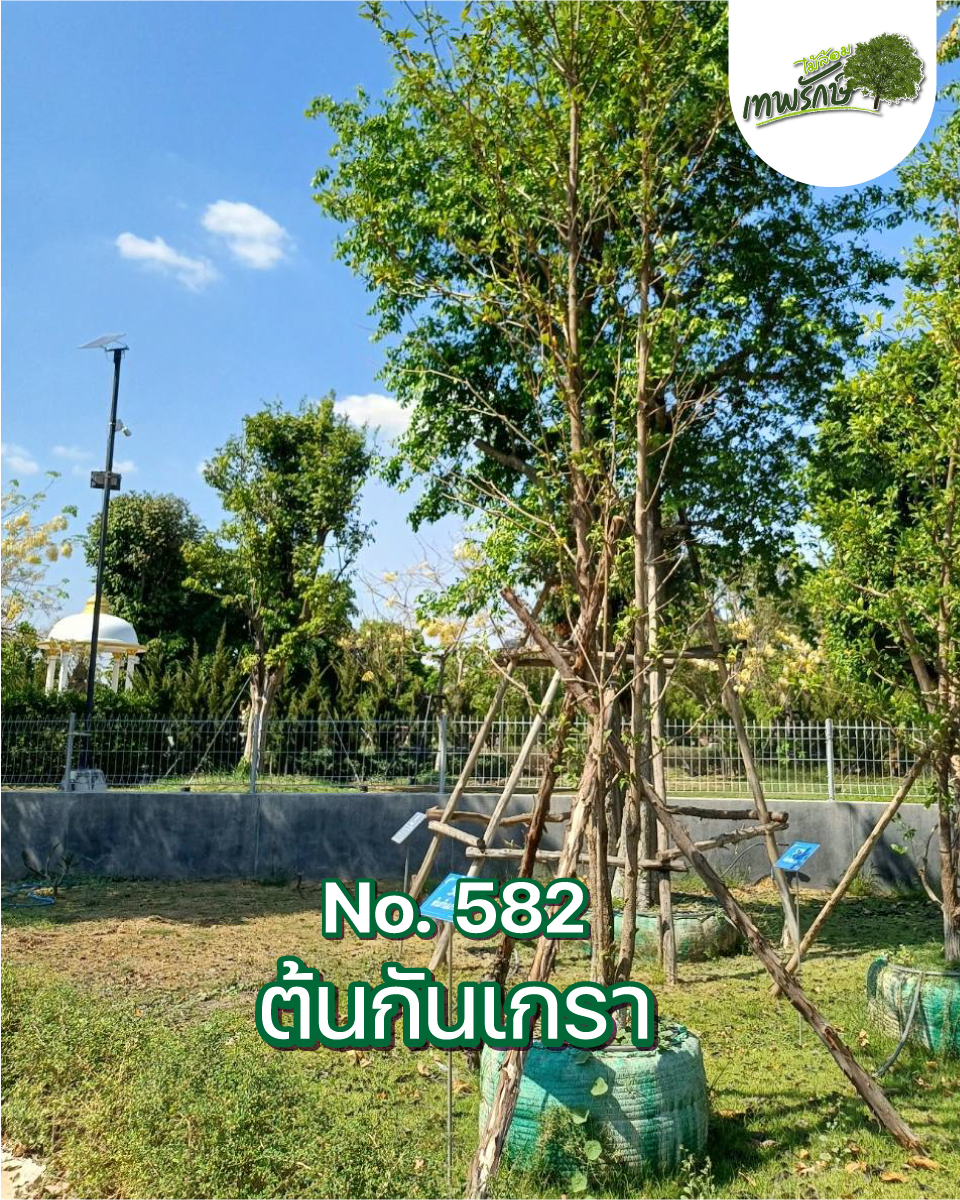 ต้นกันเกรา No.582