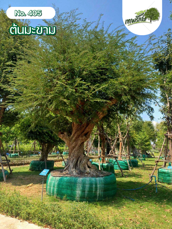 ต้นมะขาม No.405