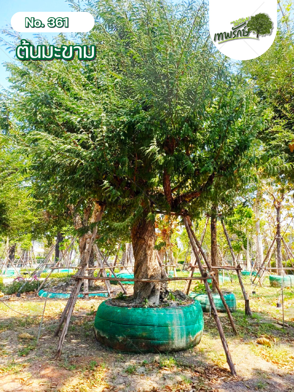 ต้นมะขาม No.361
