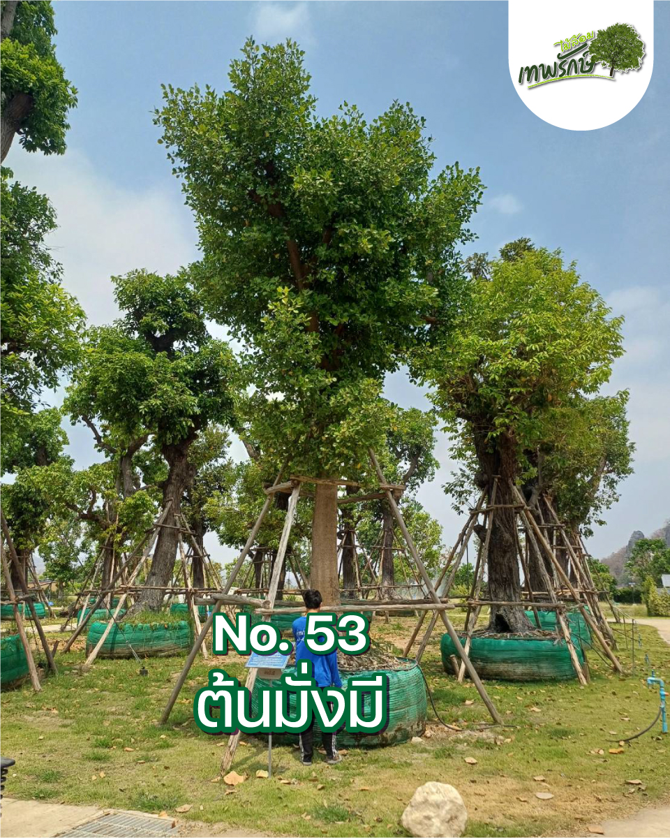 ต้นมั่งมี No.53