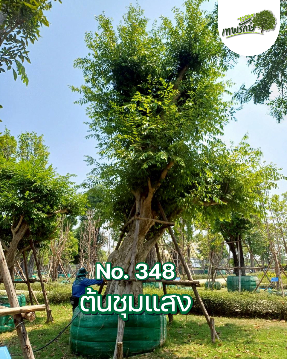 ต้นชุมแสง No.348