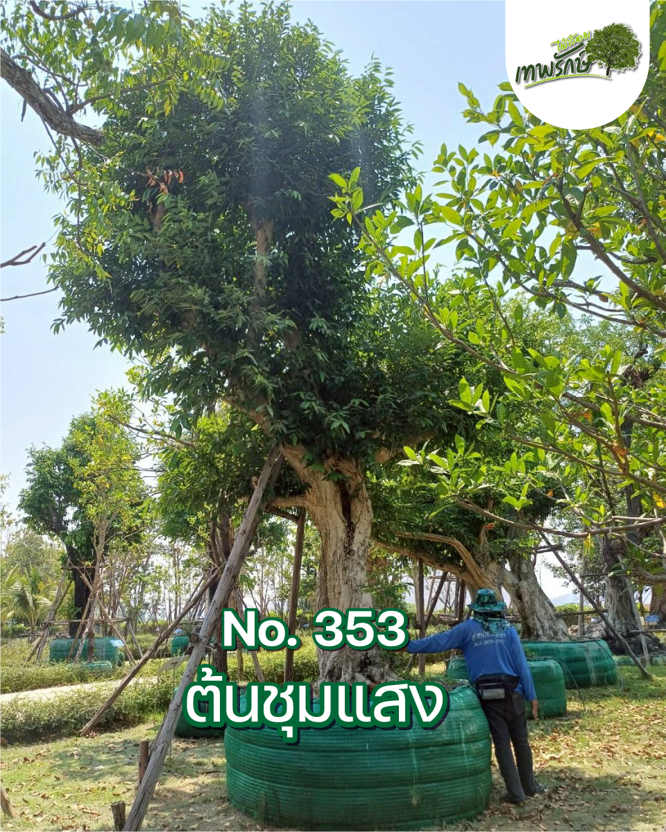 ต้นชุมแสง No.353