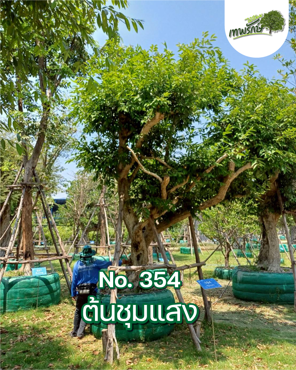 ต้นชุมแสง No.354