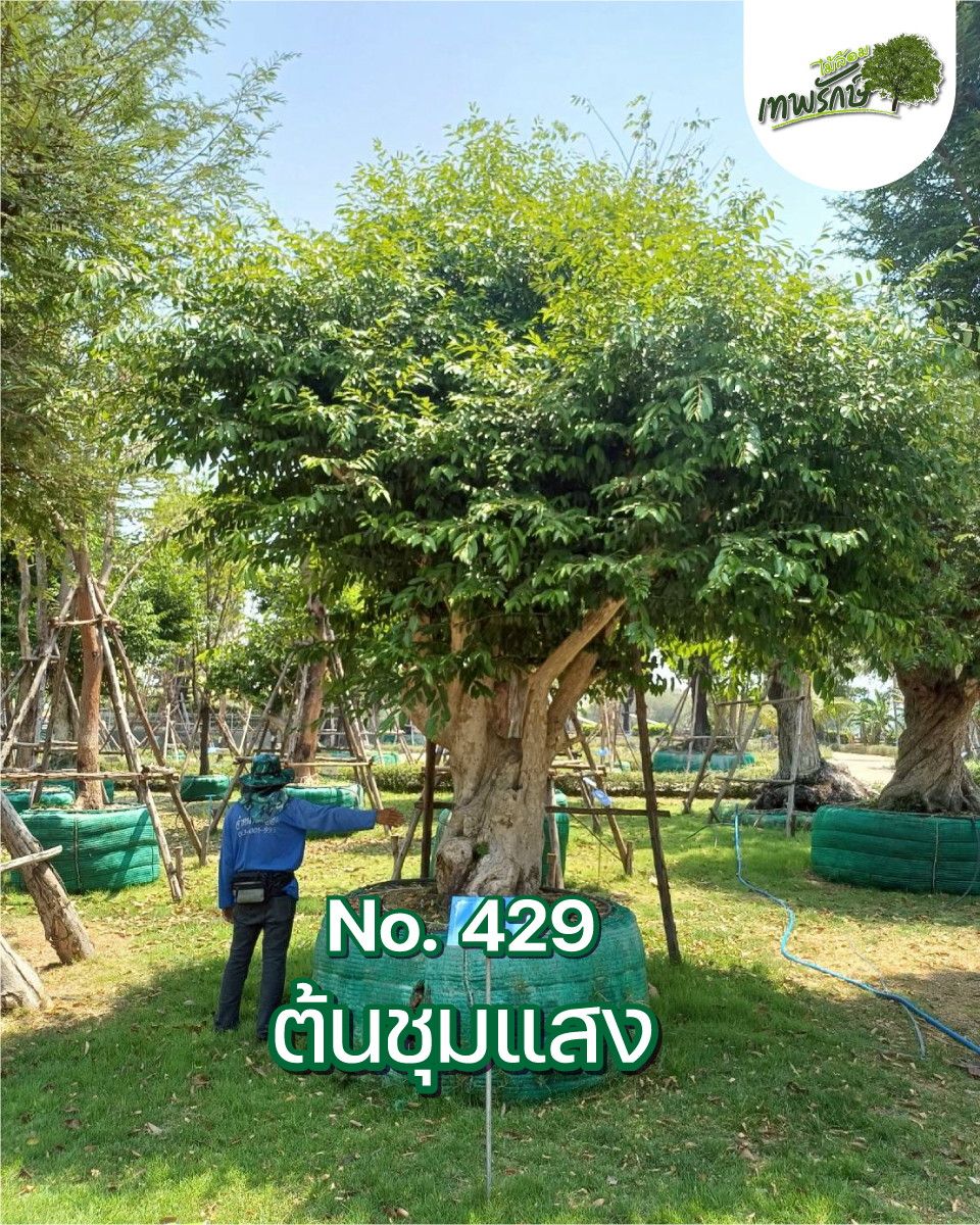 ต้นชุมแสง No.429