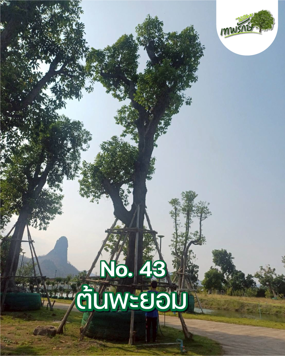 ต้นพะยอม No.43