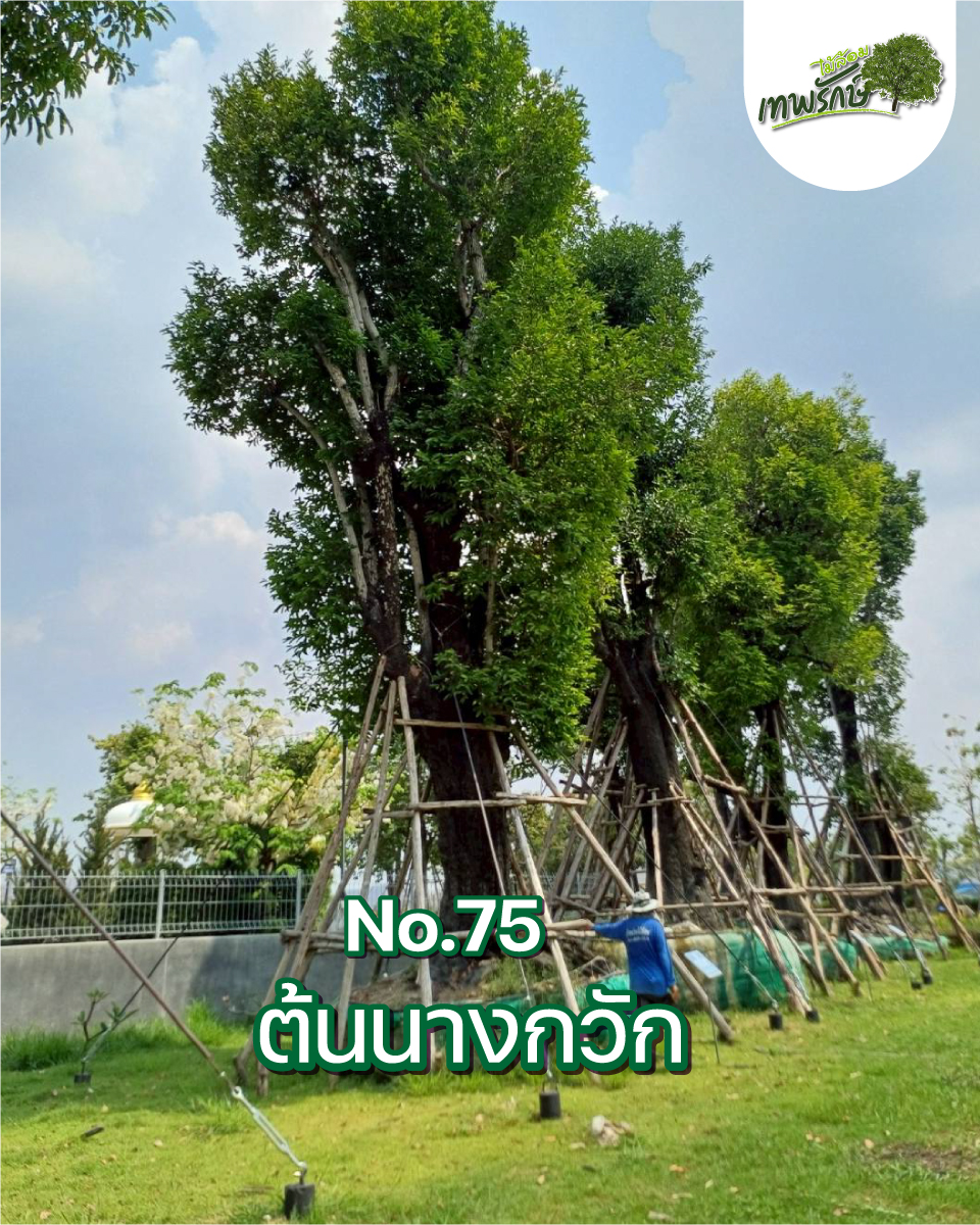 ต้นนางกวัก No.75