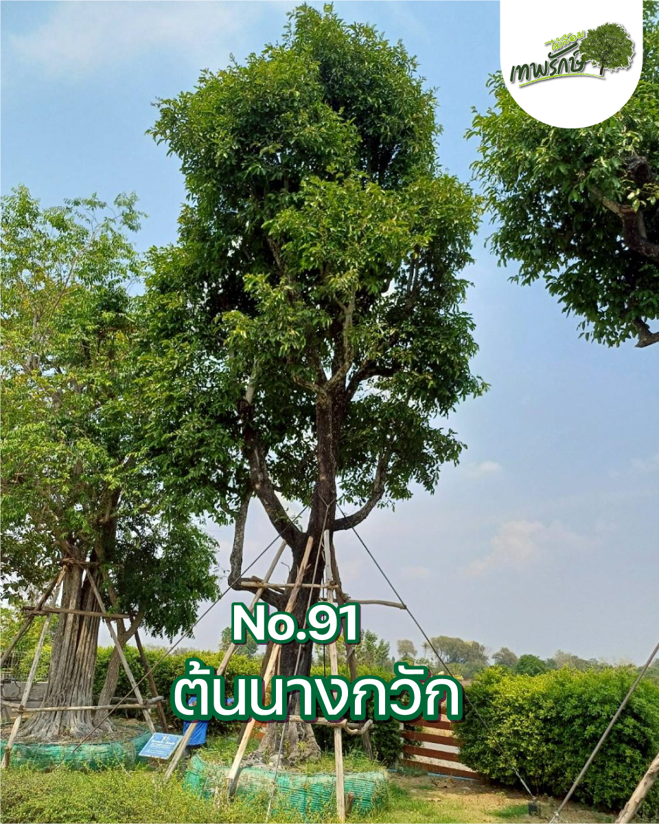ต้นนางกวัก No.91
