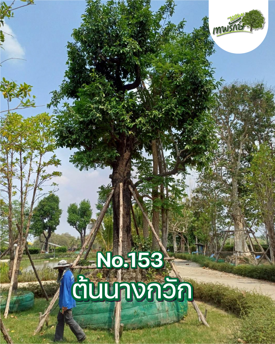 ต้นนางกวัก No.153