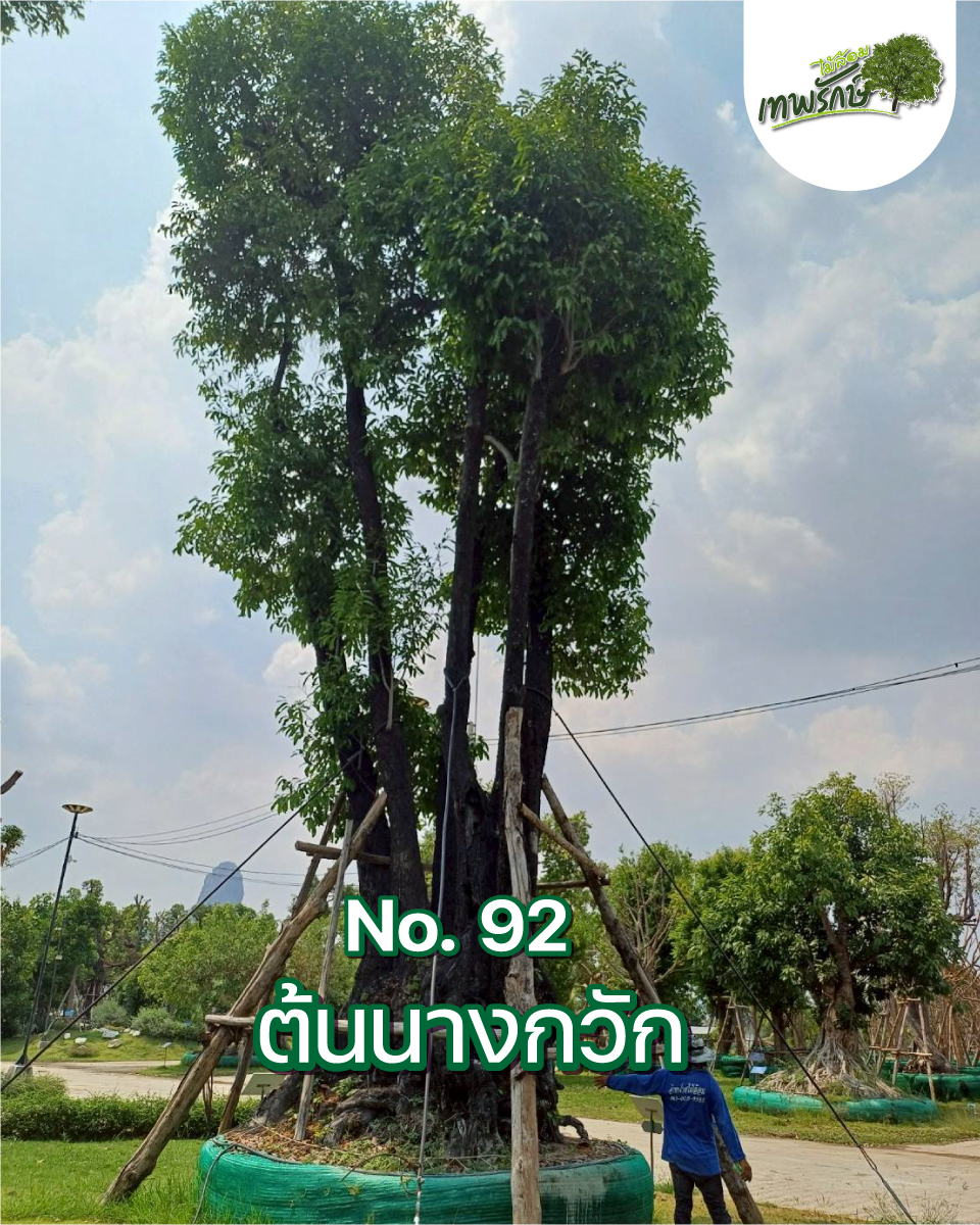 ต้นนางกวัก No.92