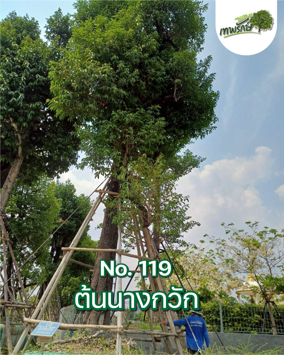 ต้นนางกวัก No.119