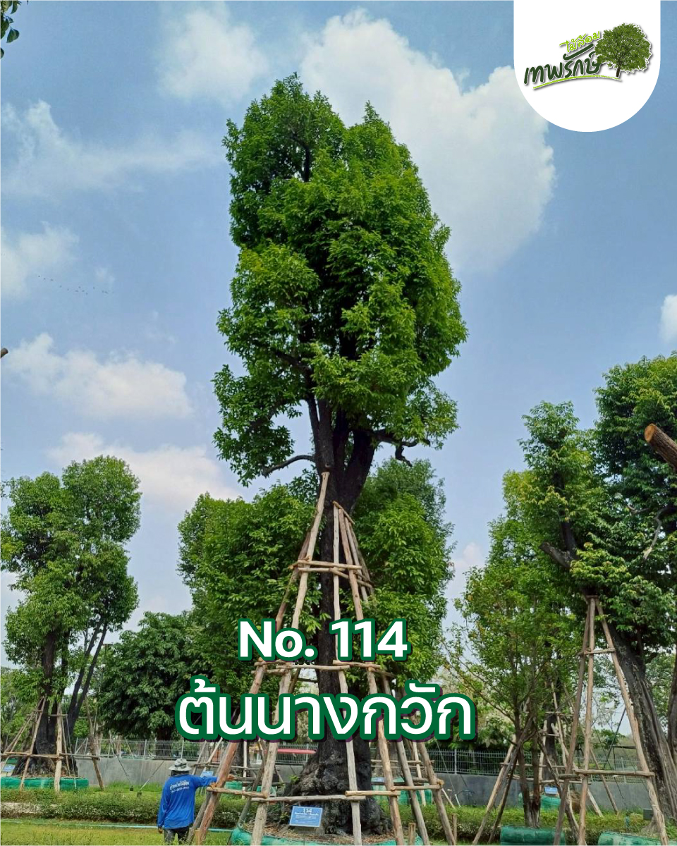 ต้นนางกวัก No.114