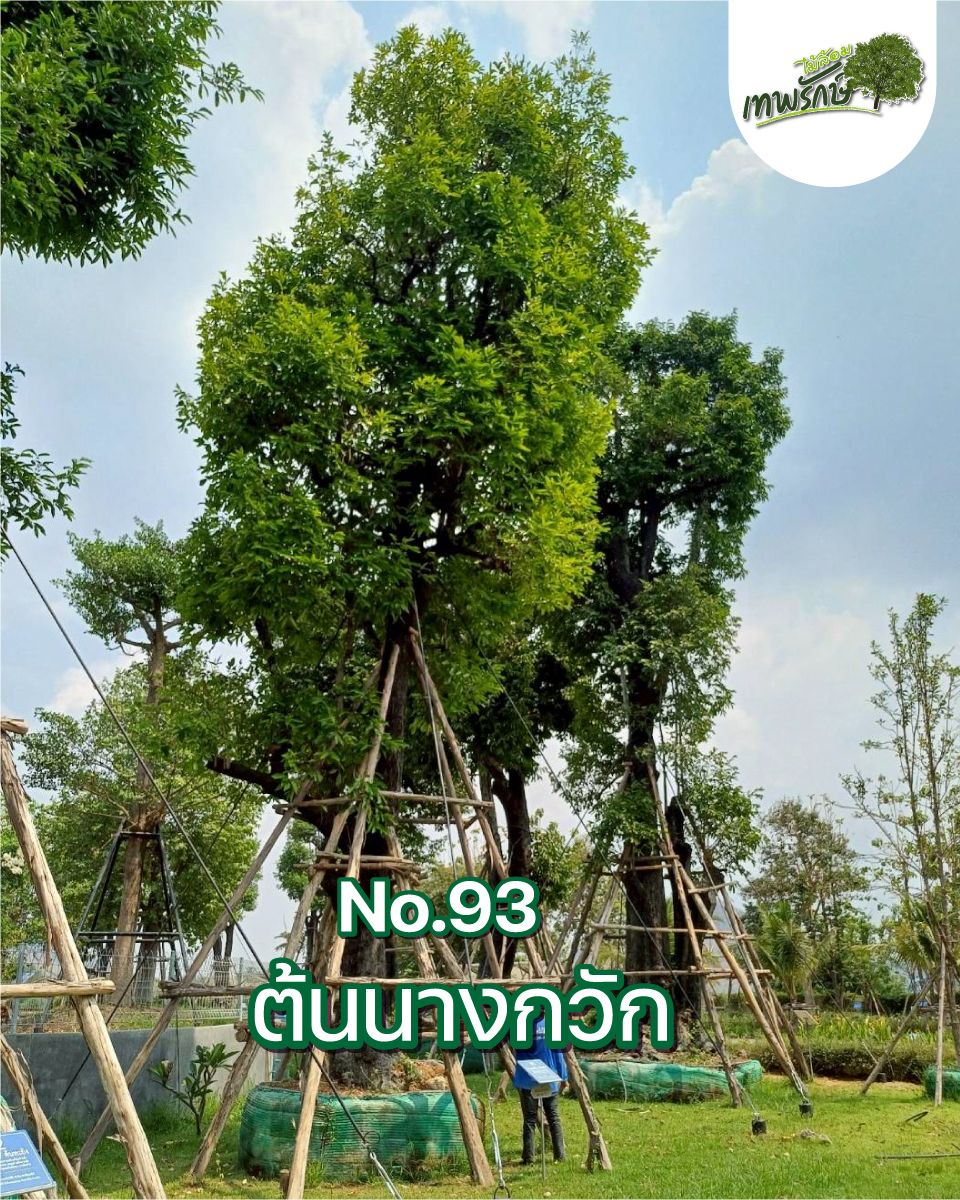 ต้นนางกวัก No.93