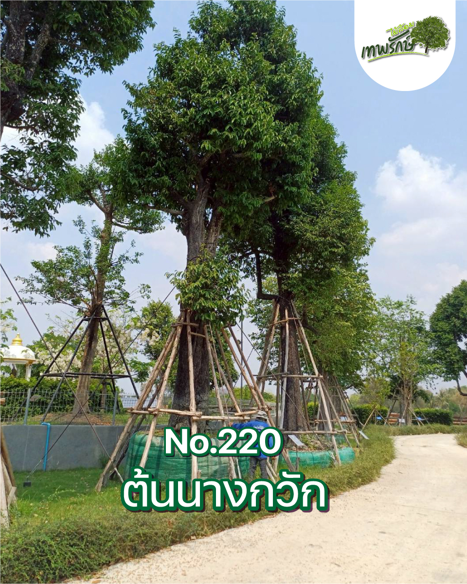 ต้นนางกวัก No.220