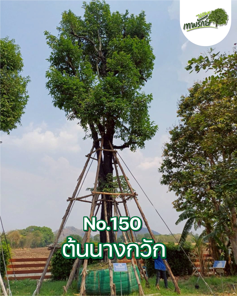 ต้นนางกวัก No.150