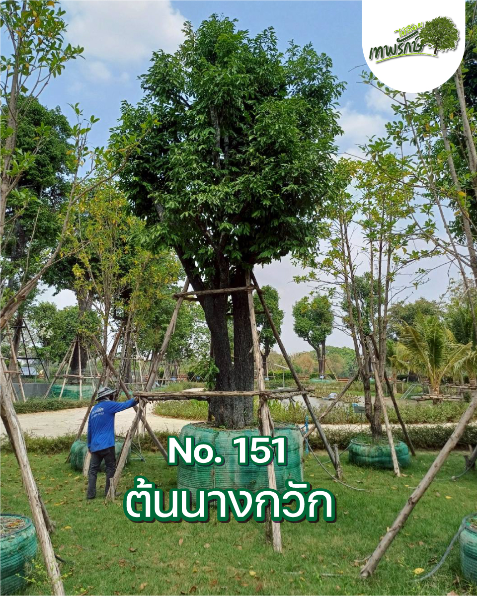 ต้นนางกวัก No.151