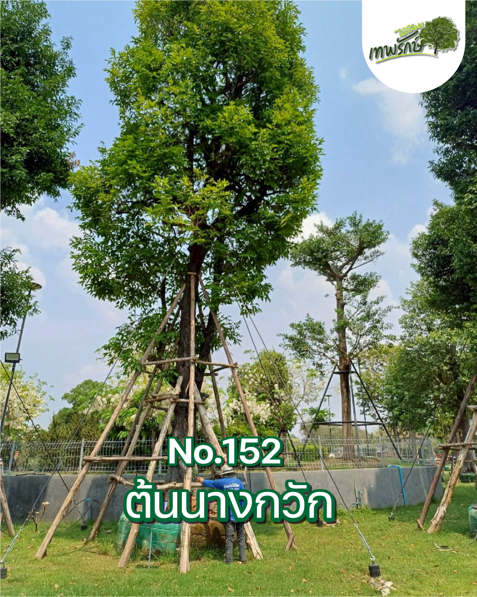 ต้นนางกวัก No.152