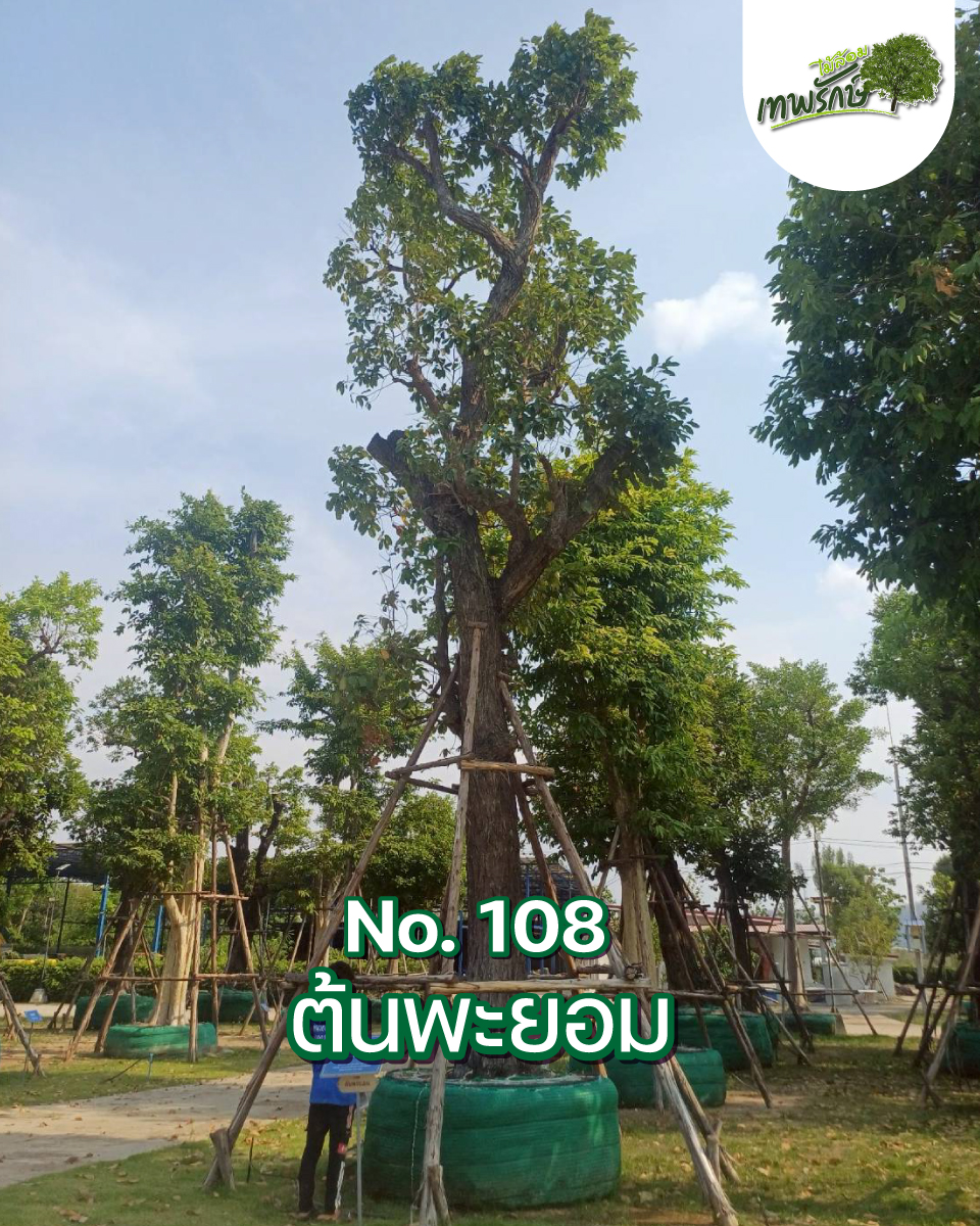 ต้นพะยอม No.108