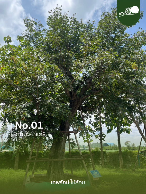 ต้นมะค่าแต้ No.1