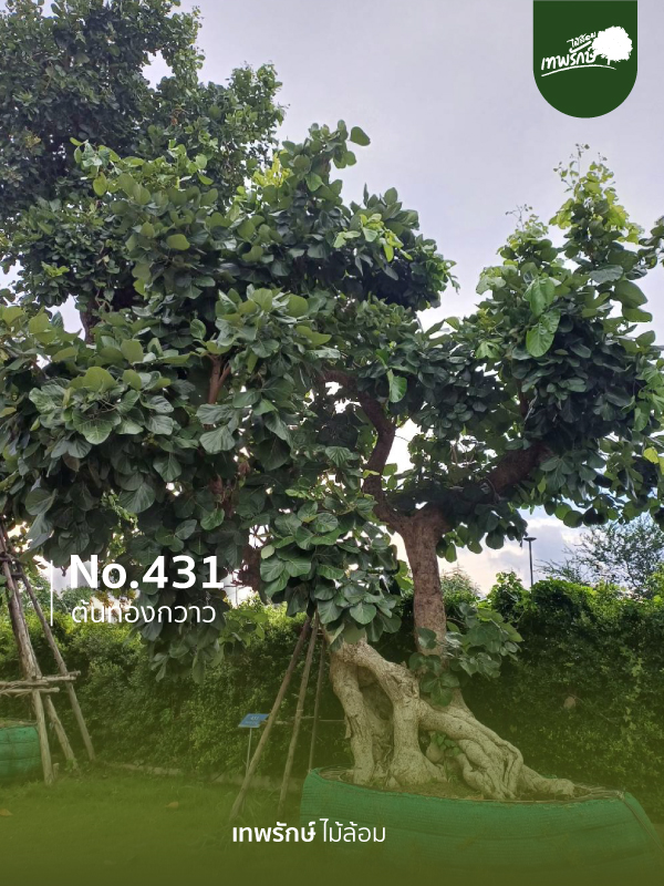 ต้นทองกวาว No.431