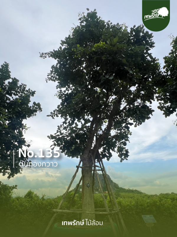 ต้อนทองกวาว No.135