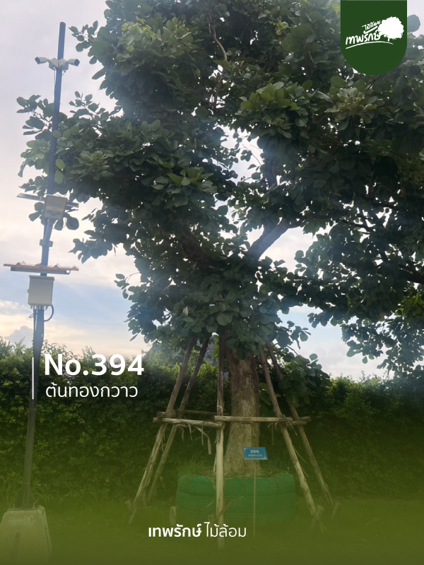 ต้นทองกวาว No.394