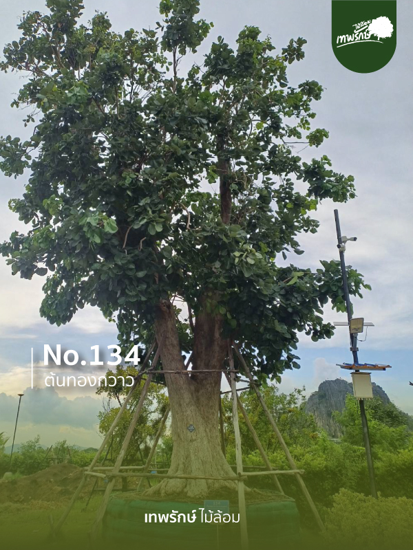 ต้นทองกวาว No.134
