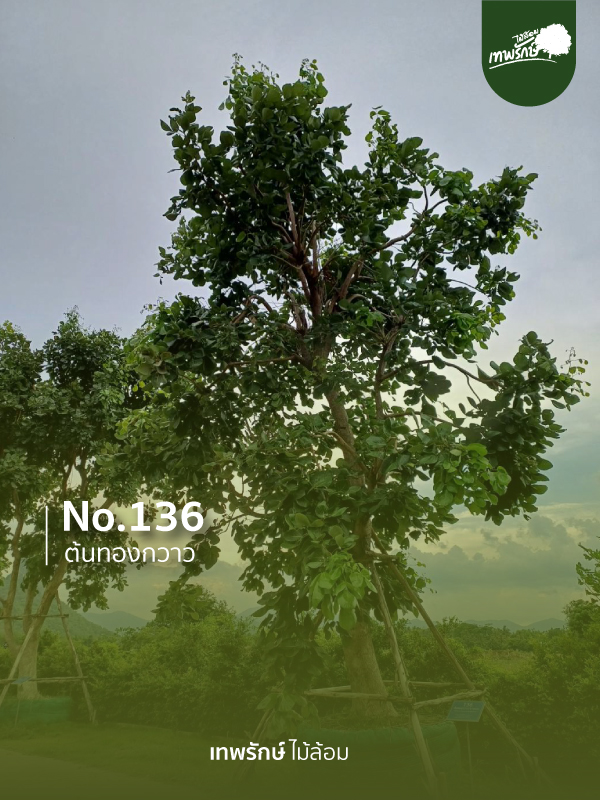 ต้นทองกวาว No.136