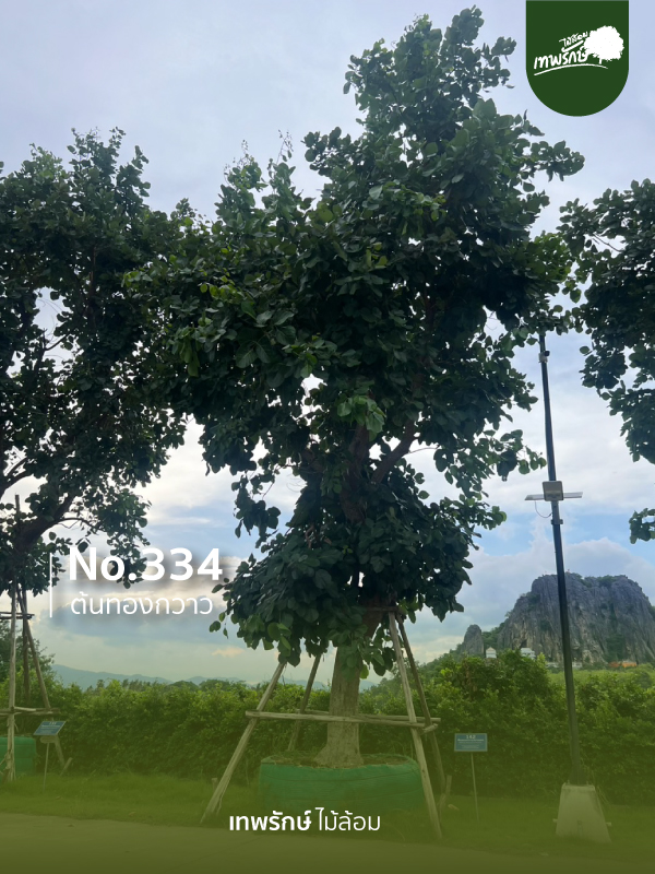 ต้นทองกวาว No.334