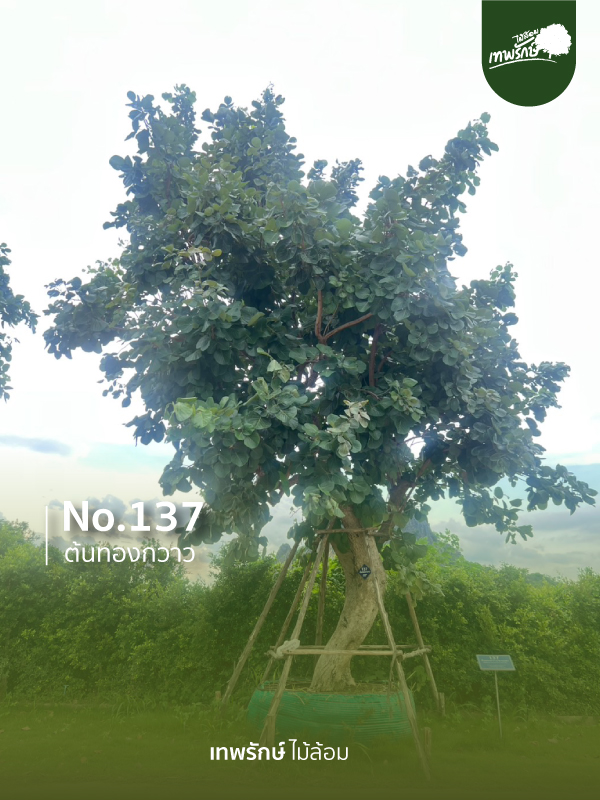 ต้นทองกวาว No.137