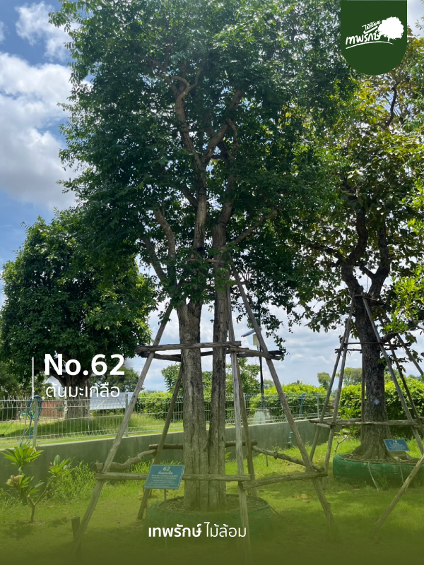 ต้นมะเกลือ No.62