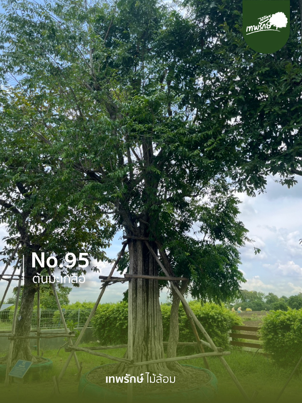 ต้นมะเกลือ No.95