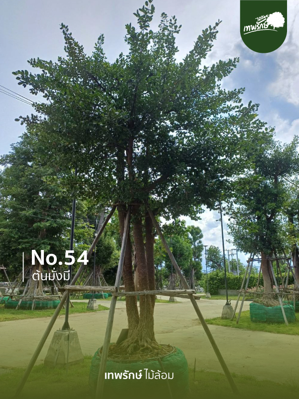 ต้นมั่งมี No.54