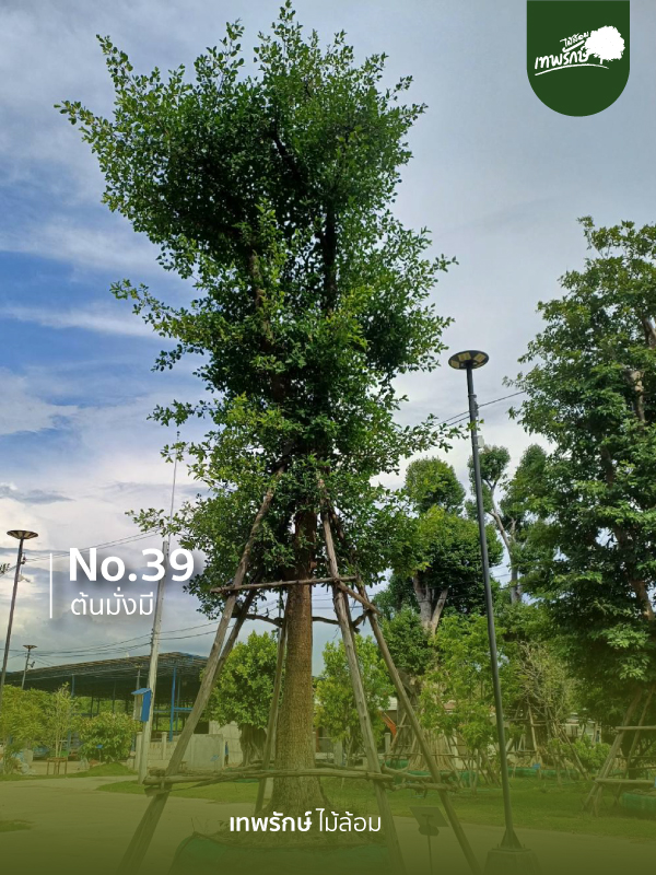 ต้นมั่งมี No.39