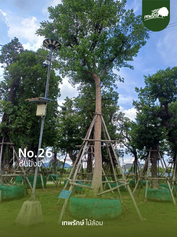 ต้นมั่งมี No.26