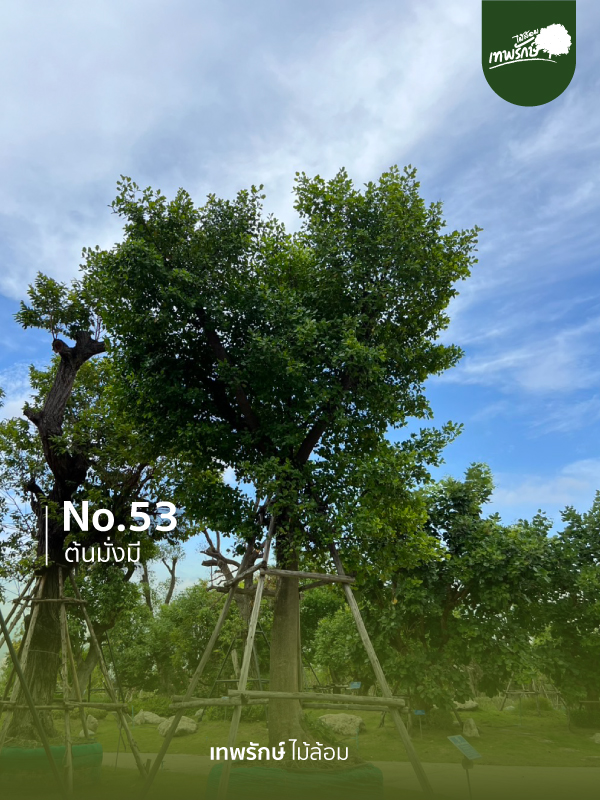 ต้นมั่งมี No.53